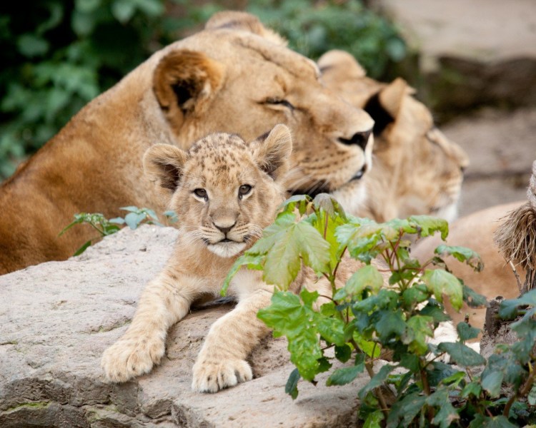 Детеныш Льва