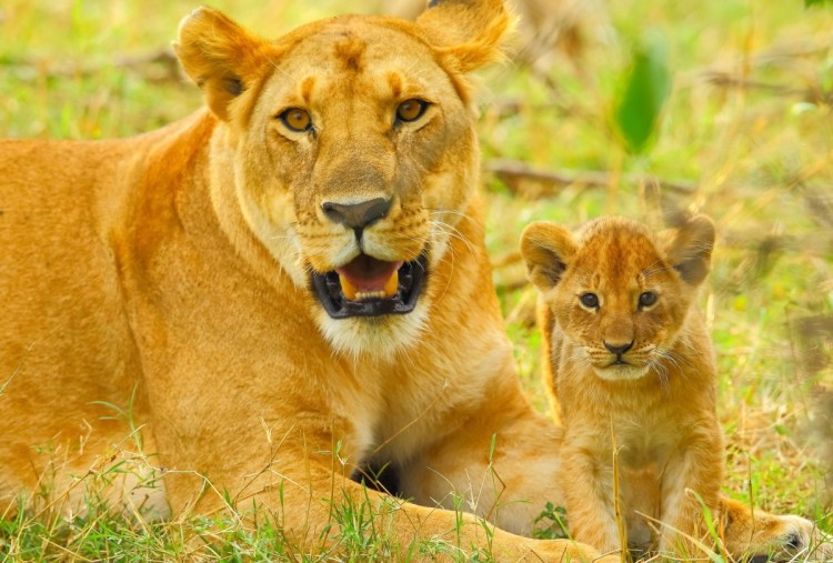 Львица красивая и Львенок