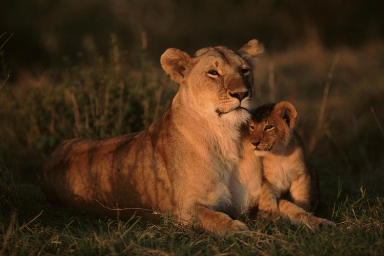 Лев львица и Львенок Африка