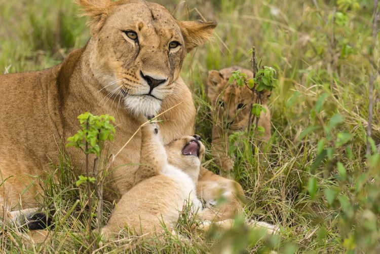 Львица и 2 львенка