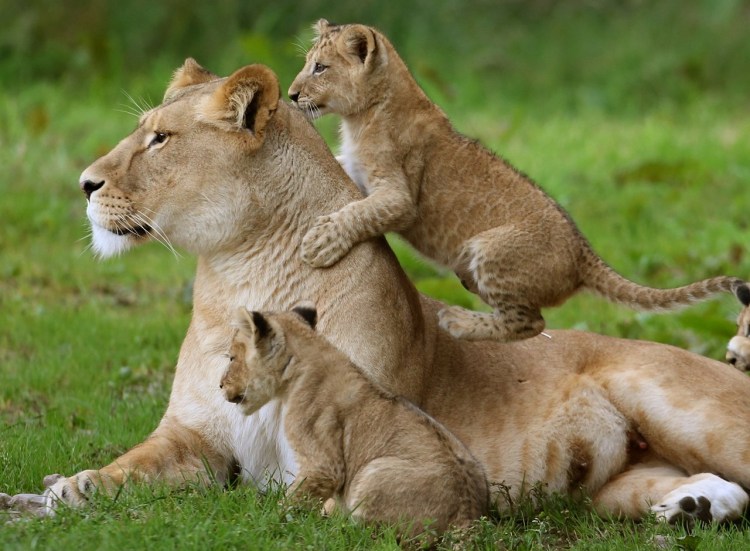 Лев львица и два львенка