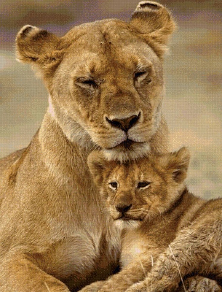 Семья Львов с львятами