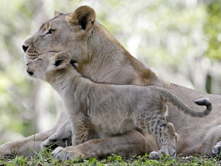 Лев львица и 3 львенка