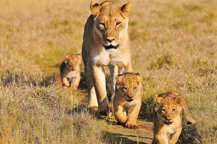 Львица с детенышем