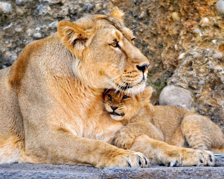 Львица в саванне