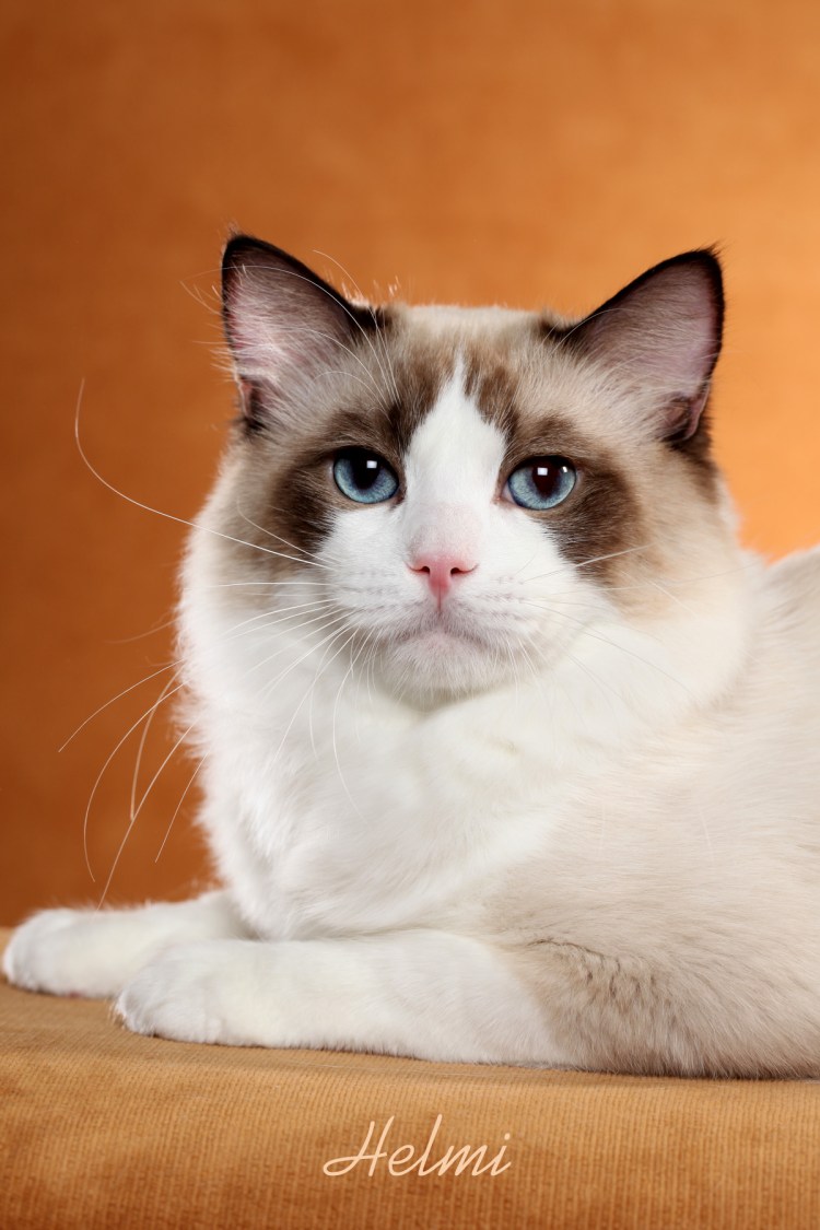 Порода Рэгдолл