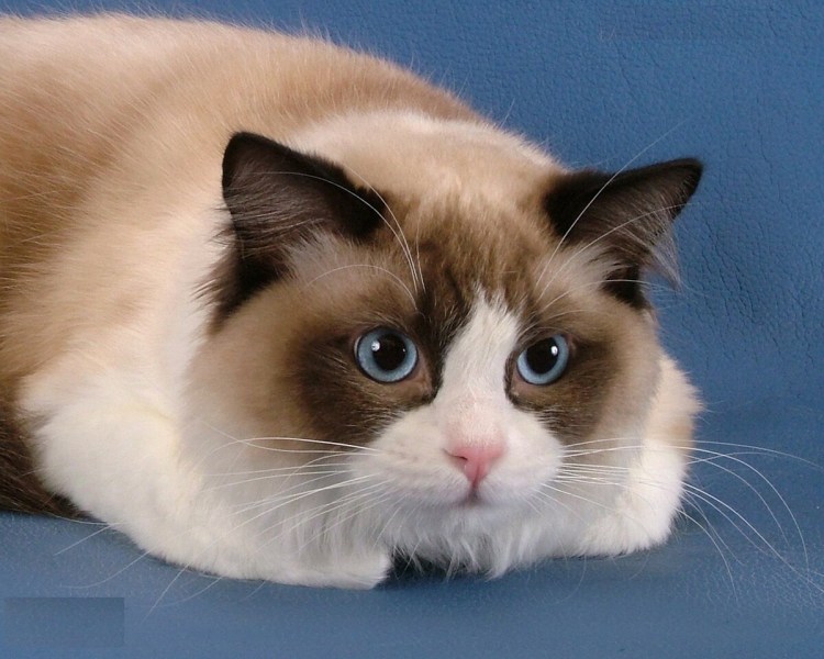 Порода Рэгдолл