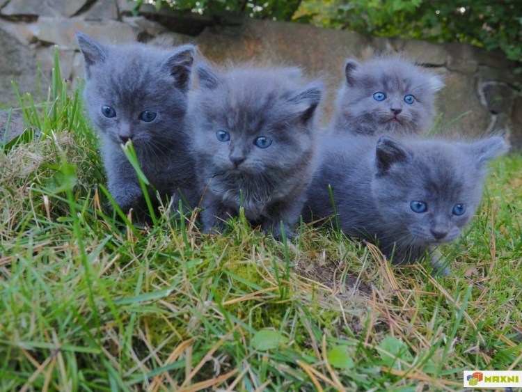 Нибелунг порода кошек цена