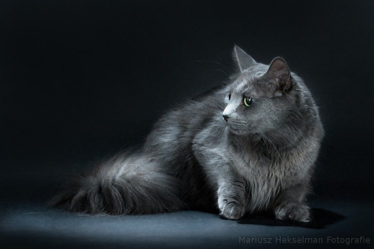 Сибирская голубая