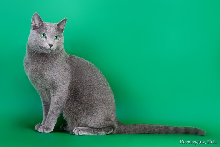 Кот Сибирский Нибелунг