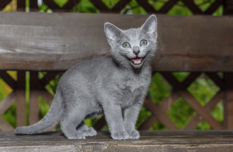 Сибирский голубая кошка короткошерстная