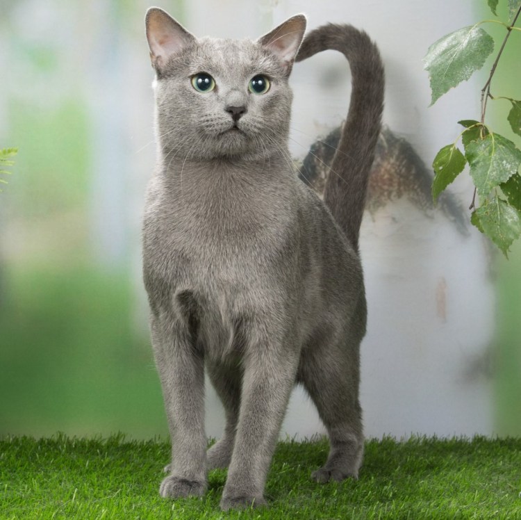 Сибирский Нибелунг длинношерстный