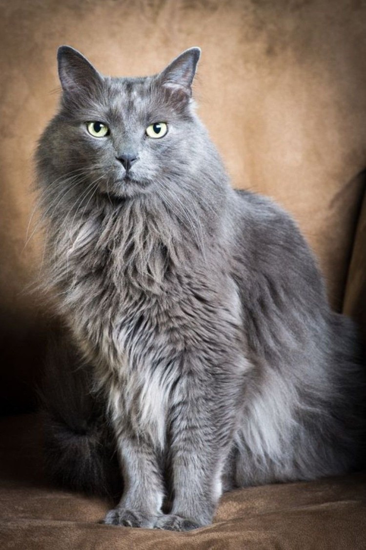 Сибирский голубой кот