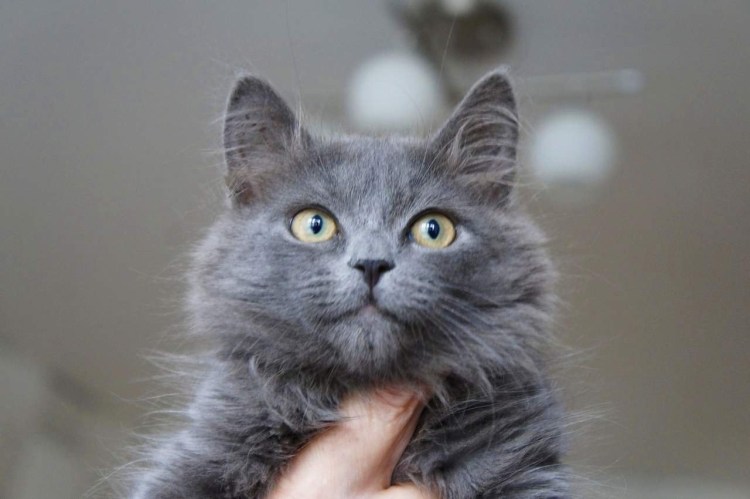 Кошки русская голубая гладкошерстная