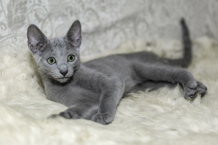 Сибирский Нибелунг длинношерстный