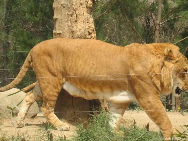 Лигр гибрид Льва и тигра