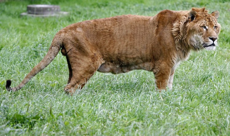 Лигр гибрид Льва и тигра