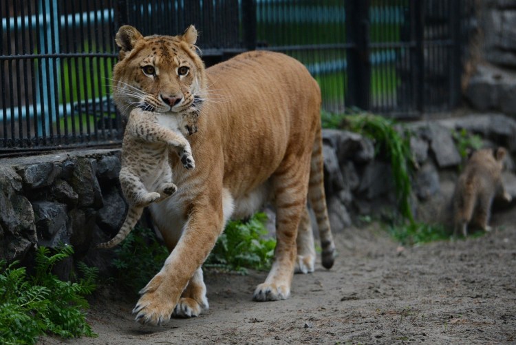 Лигры дети тигра и львицы