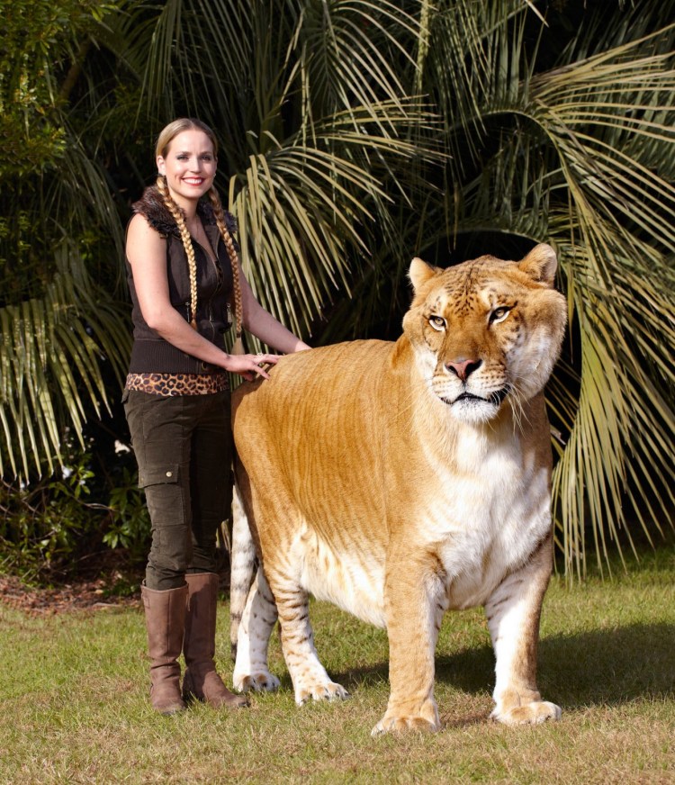 Лигр Геркулес гибрид Льва и тигра