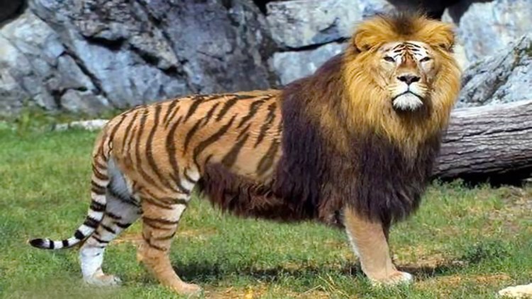 Лигр гибрид Льва и тигра