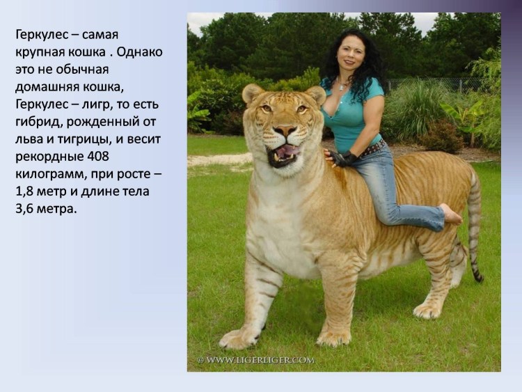Лигр Геркулес против тигра