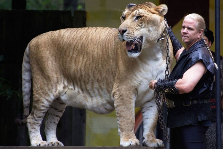 ТИГОН тигролев