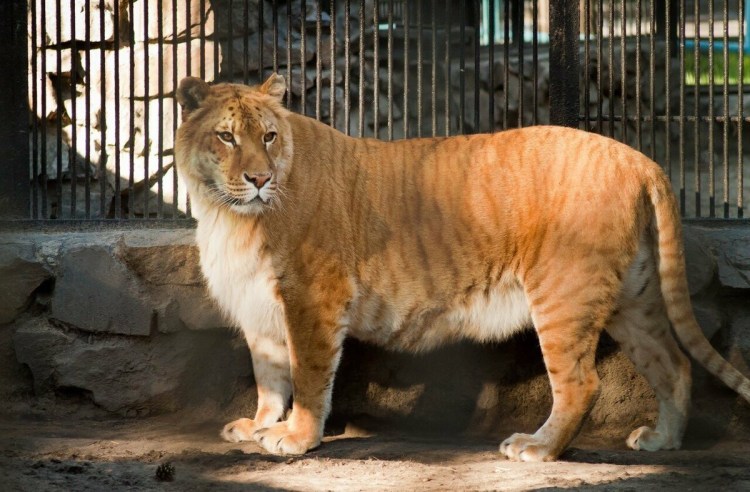 Смесь тигра и Льва Лигр