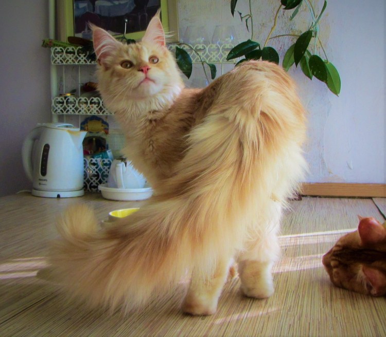 Сибирская Лесная кошка короткошерстная