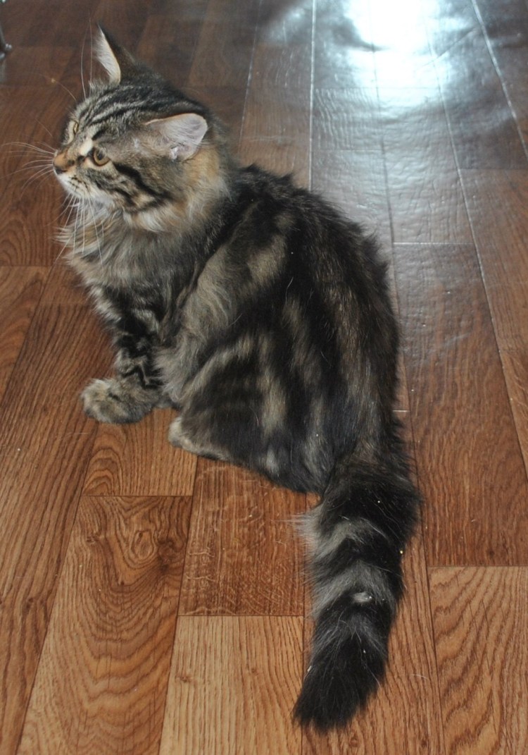 Стрижка котов