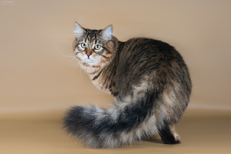 Стриженный Сибирский кот