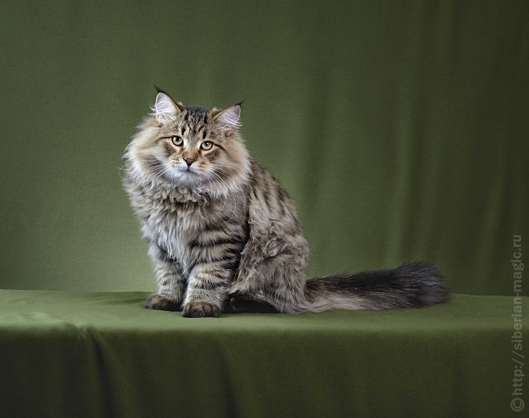 Стрижка сибирской кошки при линьке