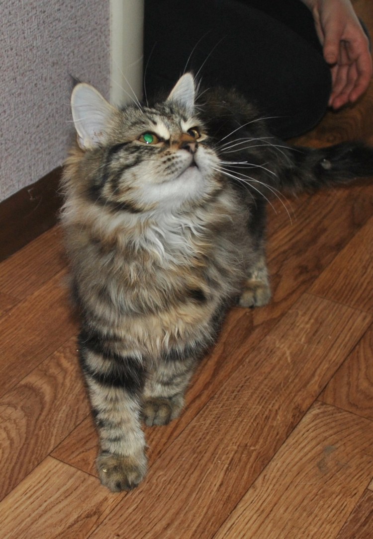 Стриженые Сибирские кошки