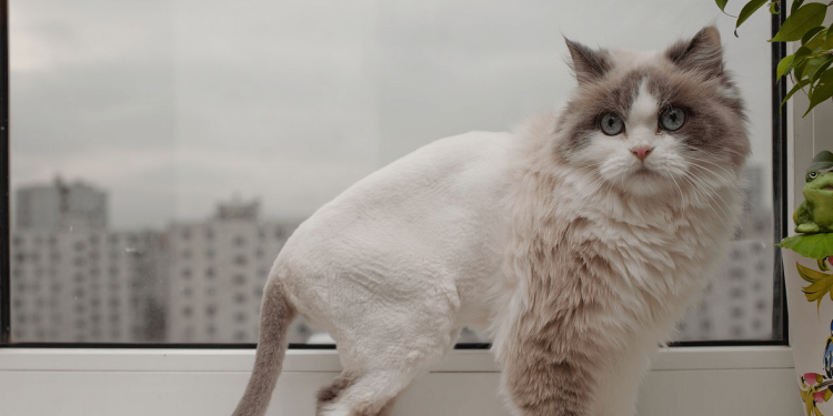 Стрижка пушистых котов