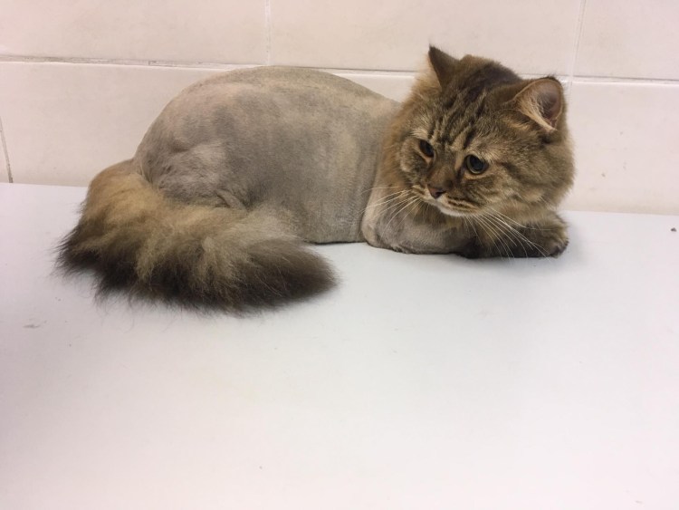 Стрижки сибирских котов