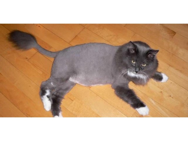 Стрижка кошек до и после