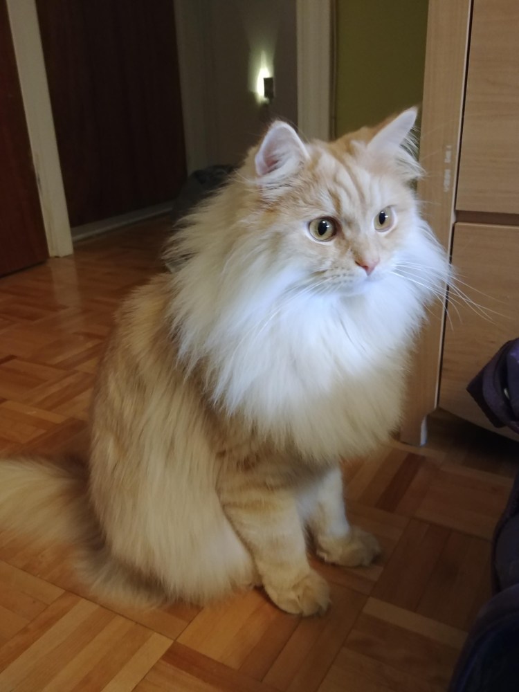 Стрижка Мейн куна под Льва