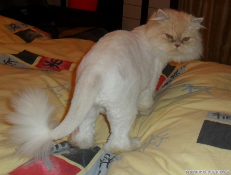 Стрижка Мейн куна подо Льва