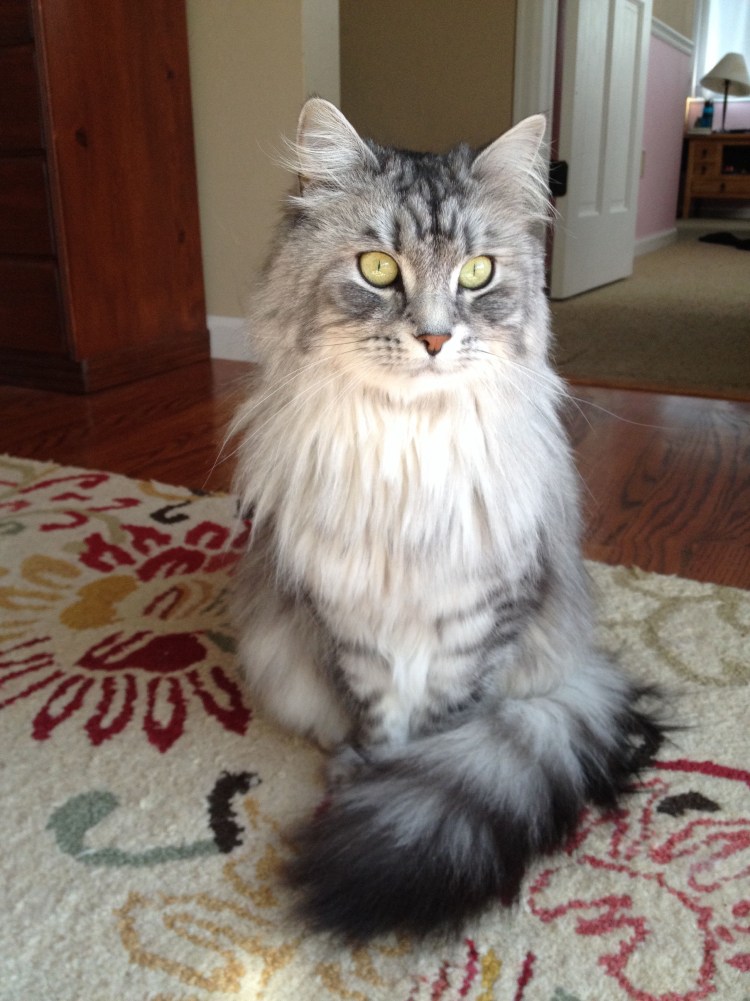 Стрижки сибирских котов