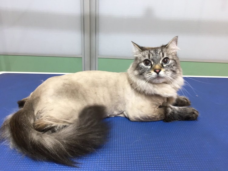 Сибирская кошка хвост