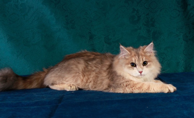 Стрижка пушистых котов