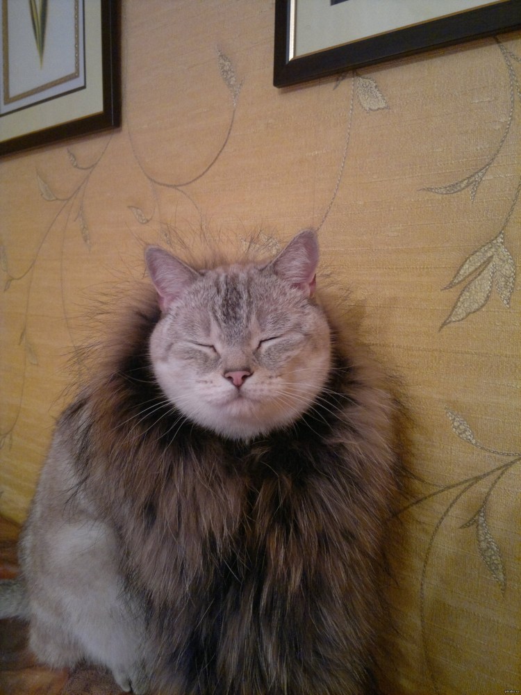 Сибирская кошка палевая