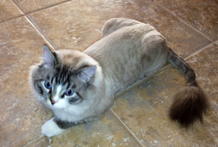 Невская маскарадная грумминг