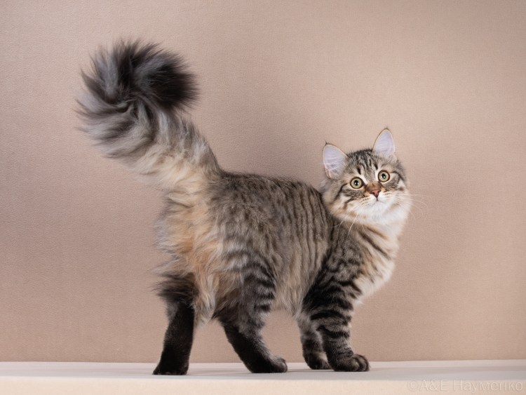 Гигиеническая стрижка кошек