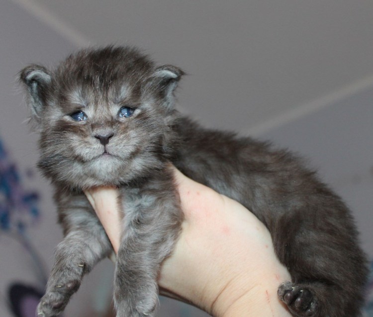 Вислоухий Мейн кун котенок