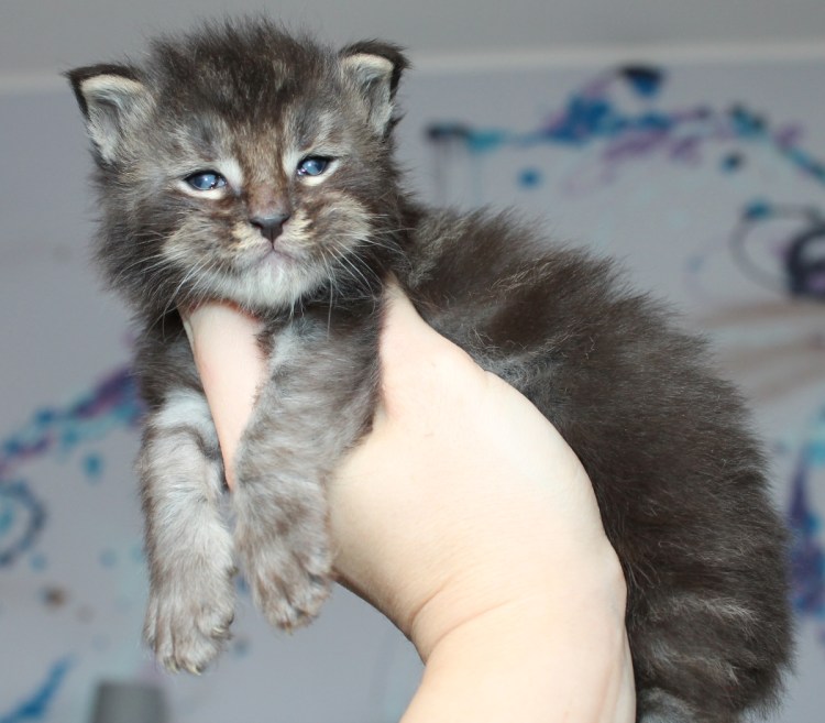 Метис кот Мейн кун