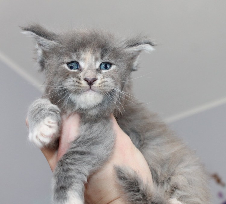 Вислоухий Мейн кун