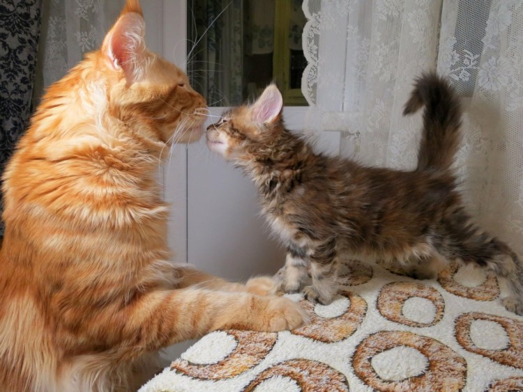 Слияние британца и Мейн куна