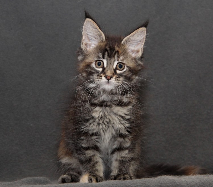 Метис Мейн куна черно белый