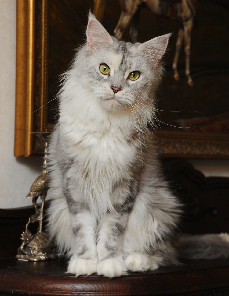 Мейн кун Сибиряк