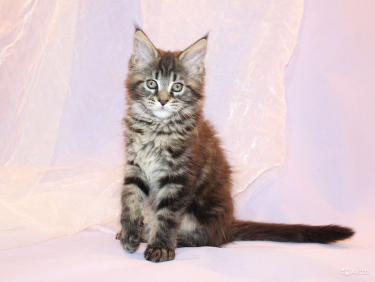 Шотландский Мейн кун